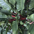紅苞喜林芋