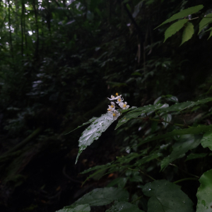 Begonia catharinensis
