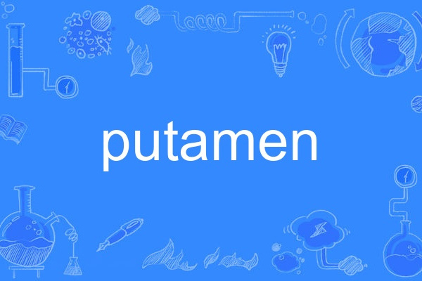 putamen putamen