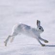 白靴兔(雪鞋兔)