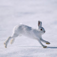 白靴兔(雪鞋兔) 白靴兔(雪鞋兔)