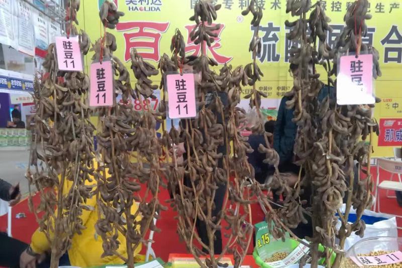 駐豆11 駐豆11