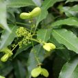 茶條木 茶條木