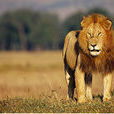 馬賽獅(東非獅)