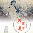 蕎麥花開 蕎麥花開