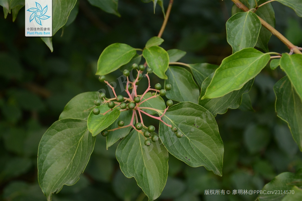 椋木(山茱萸科燈台樹屬植物) 椋木(山茱萸科燈台樹屬植物)