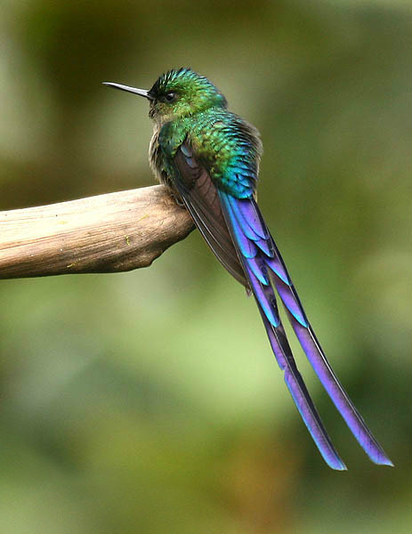 紫長尾蜂鳥