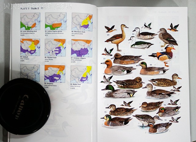 中國鳥類野外手冊——鴨子