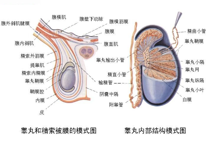 睪丸縱隔