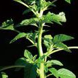 刺莧菜 刺莧菜