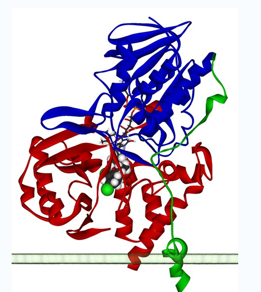 人類單胺氧化酶（MAO-A）單體的絲帶模型