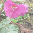 西藏角蒿 西藏角蒿