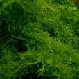 莫斯(植物)