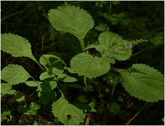 擬缺香茶菜 擬缺香茶菜