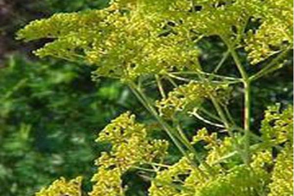 Patrinia scabiosifolia \x27Nagoya\x27 Patrinia scabiosifolia \x27Nagoya\x27