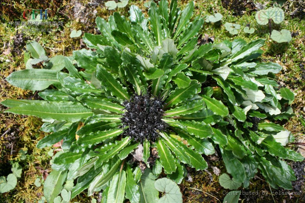 河谷風毛菊 河谷風毛菊