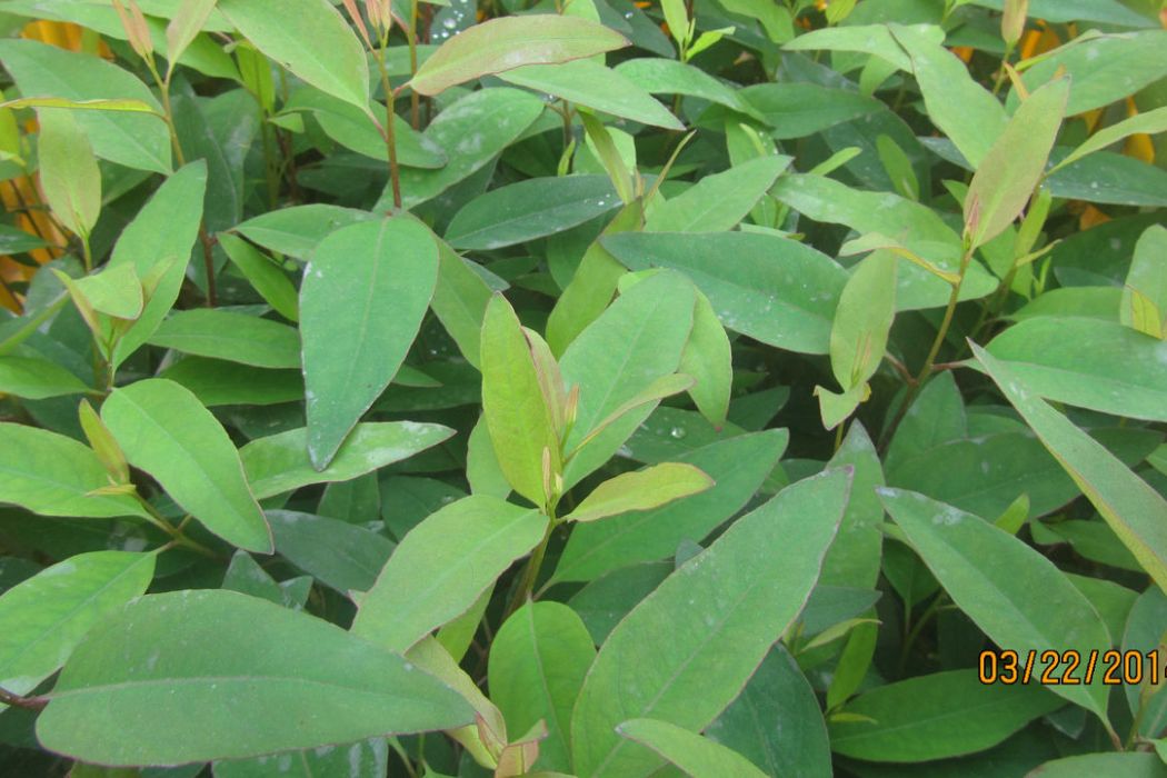 華桉1號 華桉1號