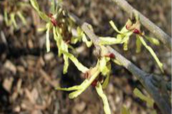 Hamamelis japonica var. obtusata