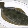 左口魚 左口魚