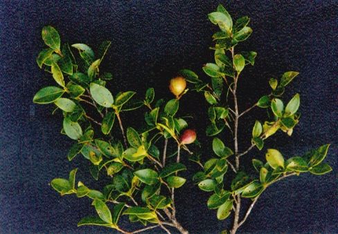 短柱茶(閩鄂山茶) 短柱茶(閩鄂山茶)