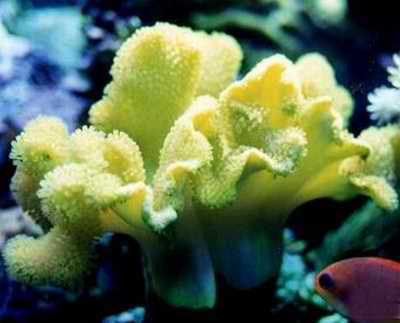 黃色皮革珊瑚