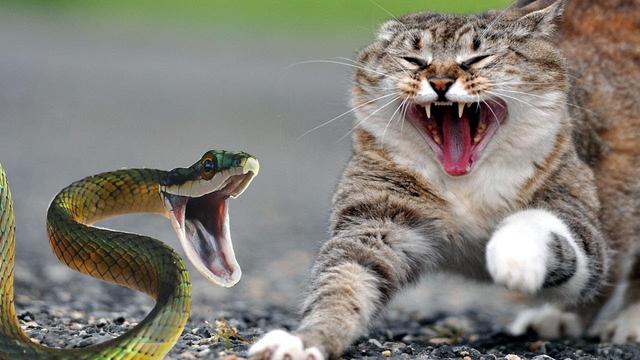 令人恐懼的毒蛇，為什麼貓卻不怕？