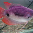 石斧魚 石斧魚