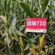 登海710 登海710