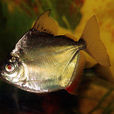 高身銀板魚 高身銀板魚