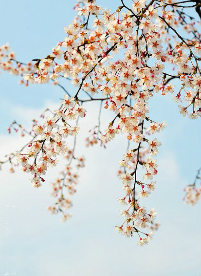 迎春櫻桃