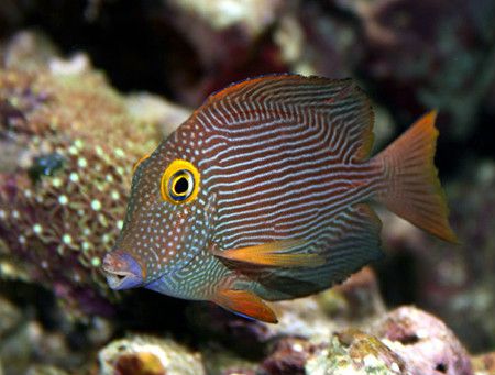 扁體櫛齒刺尾魚(橙眼吊魚) 扁體櫛齒刺尾魚(橙眼吊魚)