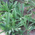 苣蕒菜(菊科苦苣菜屬植物)