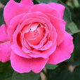 現代月季花(現代月季) 現代月季花(現代月季)