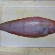 粗體舌鰨 粗體舌鰨