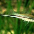 劍尾魚 劍尾魚