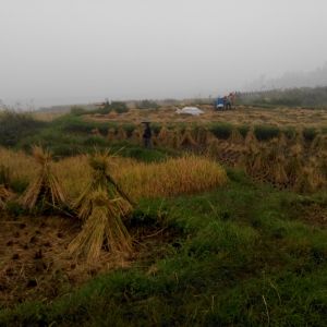 樂埠村