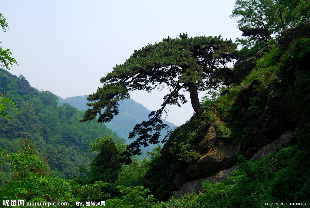 泰山迎客松