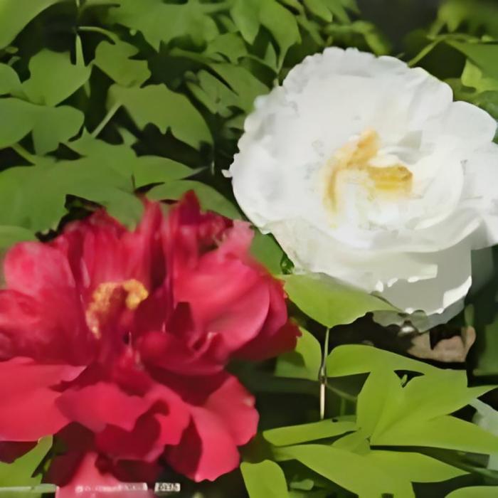 李桂英290 李桂英290