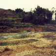 馬欄山遺址 馬欄山遺址