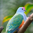 粉頂果鳩