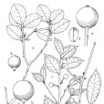 石生冬青 石生冬青