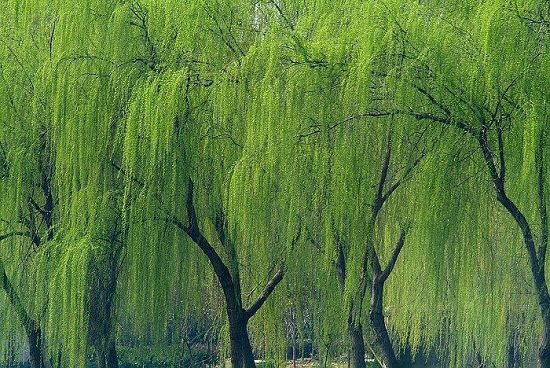 揚州市市樹