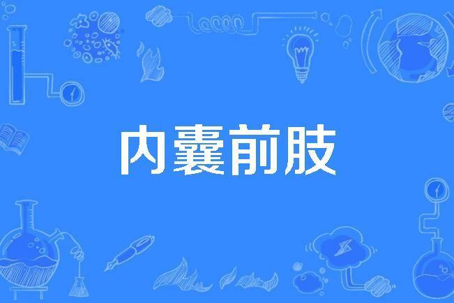 內囊前肢 內囊前肢