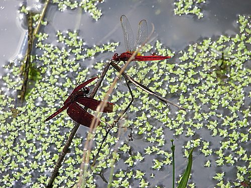 猩紅蜻蜓排卵