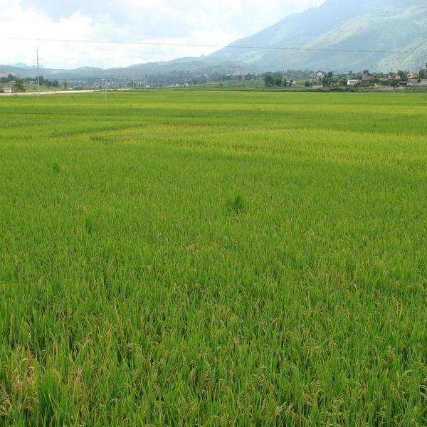 上嶺崗寨村