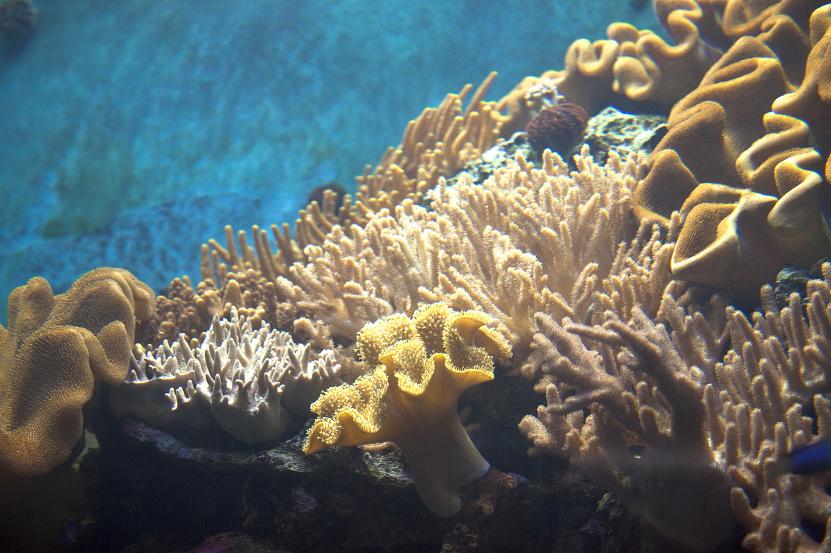 墾丁高位珊瑚礁自然保留區