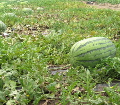 重茬地雷王