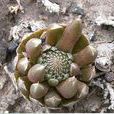 黃花瓦松 黃花瓦松