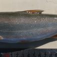 灘頭雅羅魚 灘頭雅羅魚
