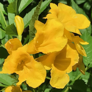 Tecoma stans
